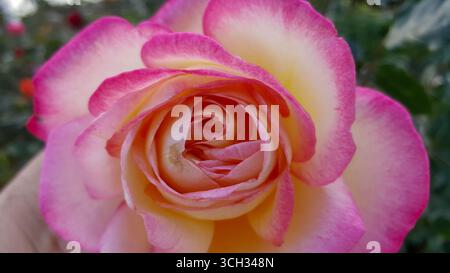 Nahaufnahme einer rosa und weißen Rose in Blüte, mit weichen, verlaufenen Blütenblättern, die Eleganz und Romantik symbolisieren. Ideal für Hochzeit, Liebe und Blumenmotive. Stockfoto