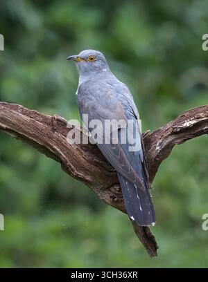 Ein Nahporträt eines Kuckucks, Cuculus canorus, auf einem alten Baumzweig. Ein natürlicher, unscharfer Hintergrund bietet Platz für Text. Format ist für ein Magazin Stockfoto