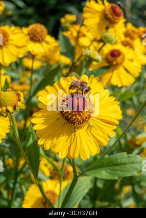 Biene auf gelben Blüten, gemeiner Sneezeweed (Helenium autumnale), Benediktbeuern, Bayern, Deutschland, Europa Stockfoto