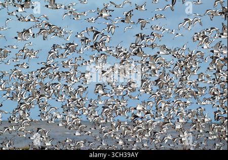Eurasischer Austernfänger, Haematopus ostralegus, Vögel, die bei Flut wegfliegen, West Kirby Shore, Wirral Peninsular, Vereinigtes Königreich Stockfoto