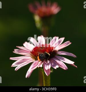 Hummel sitzt auf einer Blume im Garten und saugt Nektar von einer östlichen lila Koneflower. Sommer. Stockfoto