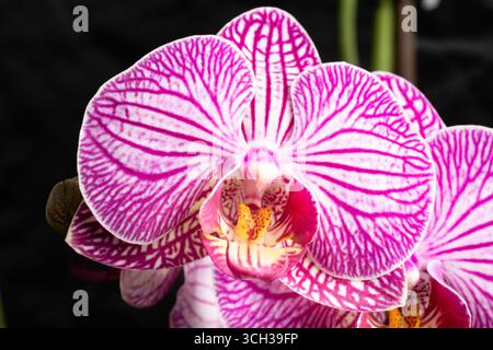 Lila MondOrchideen auf den Bäumen, Orchideenblut Stockfoto