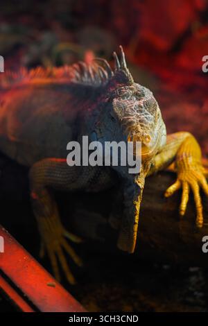 Lebendiger Leguan, der bei warmem Licht auf einem Baumstamm liegt Stockfoto