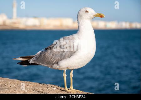Nahaufnahme einer Möwe, die auf einer Steinmauer am Meer steht, mit Meer und verschwommenen Stadtgebäuden im Hintergrund unter einem klaren blauen Himmel Stockfoto