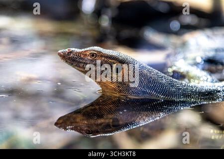 Spitzeidechse, Varanus varius. Auch bekannt als die Baumgoanna. Ein großes australisches Reptil, das in Ostaustralien gefunden wurde. Arboreal, halbaquatisch Stockfoto