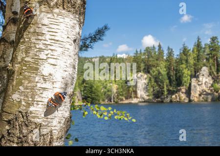 Der Piskowna-See in der Region Adrspach-Teplice Rocks in der Region Hradec Kralove in der Tschechischen Republik, Europa. Zwei Schmetterlinge sitzen auf einem Birkenbaum Stockfoto