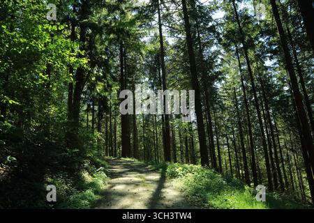 Nadelwaldpfad unter sonnendurchflutetem Vordach Stockfoto
