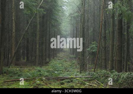 Regimentierte Nadelbaumplantage im Mortimer Forest bei Ludlow an der Grenze zwischen Herefordshire und Shropshire Stockfoto