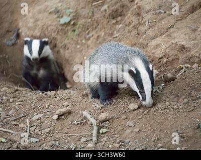 Zwei wilde europäische Dachse (Meles meles), die aus ihrem Set auftauchen Stockfoto