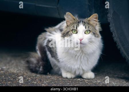 Junge norwegische Waldkatze, die sich im Garten entspannt und neugierig vor der Kamera sieht. Horizontales Bild mit selektivem Fokus. Stockfoto