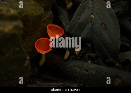 Tasse Pilz in einem Regenwald in Costa Rica Stockfoto
