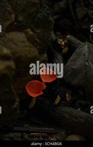 Tasse Pilz in einem Regenwald in Costa Rica Stockfoto