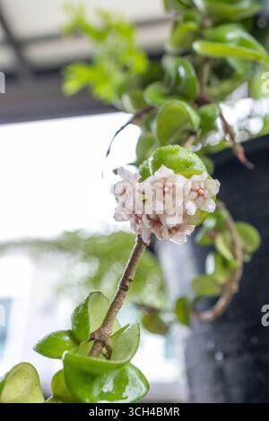 Hoya Porzellan Blume im Garten Stockfoto