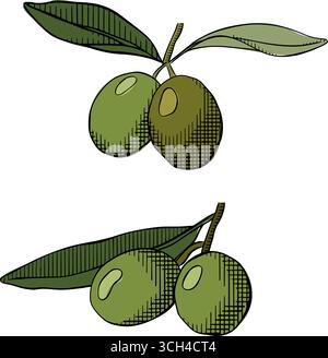 Olivfarbene Zweige isoliert auf weißem Hintergrund, grafische Vektorlinie Tusche Illustration. Von Hand gezeichnete Linie. Botanische Naturelemente zur Dekoration, Etikett Stock Vektor