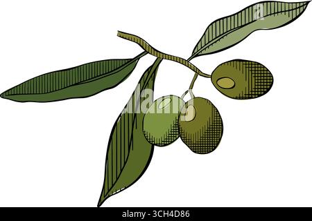 Olivenzweig. Vektorzweig, Silhouette der Blätter. Elegantes grafisches Symbol des Friedens. Vektorgrafik Linie farbige Illustration. Agrarartikel ein Stock Vektor