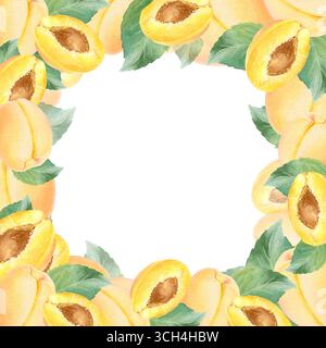 Quadratischer Aprikosenrahmen mit handgezeichneten Aquarellaprikosen, Aprikosenhälften und Blättern isoliert auf weißem Hintergrund. Geeignet für Design, Druck. Stockfoto
