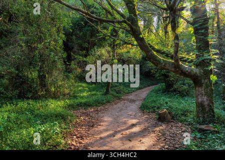 Wanderweg durch alten Wald mit Sonnenschein durch Laub, Sintra-Cascais Naturpark in Sintra Mountains, Portugal. Stockfoto