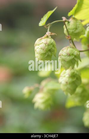 Hopfenblumen Golden Tassell. Humulus lupulus „Golden Tassell“ Hopfenzapfen, die in England wachsen. UK Stockfoto