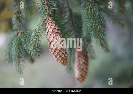 Deutschland, Berlin, Gemeine Fichte Picea abies , Reife Zapfen *** Deutschland, Berlin, Norwegen Fichte Picea abies, reife Kegel Stockfoto