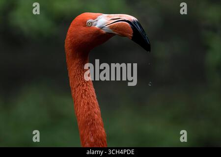Der amerikanische Flamingo (Phoenicopterus ruber), auch bekannt als karibischer Flamingo. Stockfoto