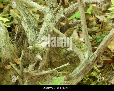 Nahaufnahme der stark verwitterten, rissigen und ausgetrockneten Überreste eines alten Baumstumpfs auf einem strukturierten Waldboden Stockfoto