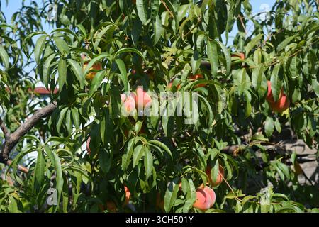 Wunderschöne, farbenfrohe Natur, natürliche Landwirtschaft. Orangen saftige reife Pfirsichfrüchte mit roten Flecken und langen grünen Blättern, die auf Pfirsichzweigen wachsen. Stockfoto