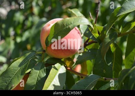Wunderschöne, farbenfrohe Natur, natürliche Landwirtschaft. Orangen saftige reife Pfirsichfrüchte mit roten Flecken und langen grünen Blättern, die auf Pfirsichzweigen wachsen. Stockfoto