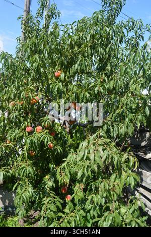 Wunderschöne, farbenfrohe Natur, natürliche Landwirtschaft. Orangen saftige reife Pfirsichfrüchte mit roten Flecken und langen grünen Blättern, die auf Pfirsichzweigen wachsen. Stockfoto