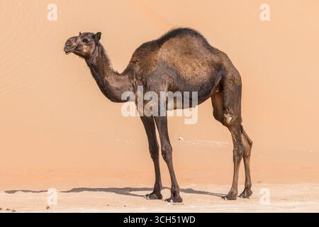 VAE - Abu Dhabi - Arabisches Kamel (Camelus dromedarius) - Dunkel beschichteter Dromedar steht im rauen Wüstenlicht vor hohen Dünen Stockfoto