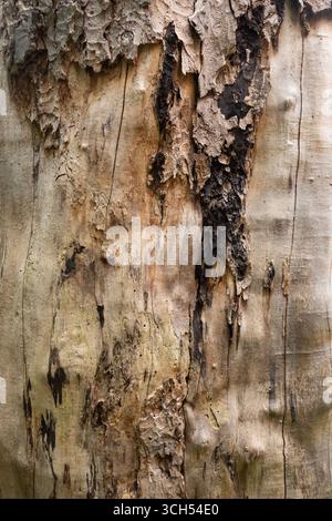 Nahaufnahme der Baumstammstruktur mit abblätternder Rinde und natürlichen Details Stockfoto