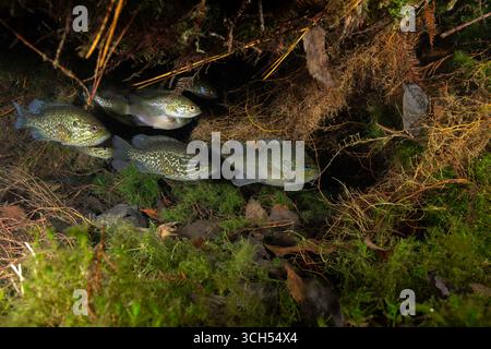 Schule von Warmouth-Sonnenfischen umgeben von aquatischer Vegetation Stockfoto