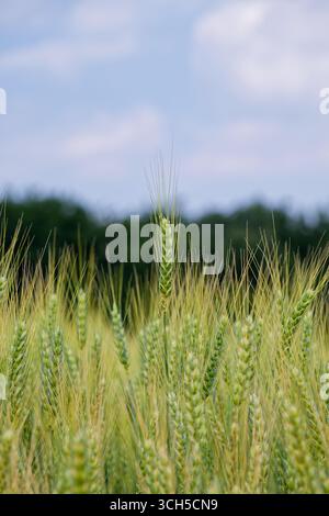 Ein Weizenfeld schwankt sanft und reift unter dem Sommerhimmel. Die Bauern bauen es für Getreide an, eine Grundnahrungsquelle, die für die Gemeinschaft Nahrung sichert Stockfoto
