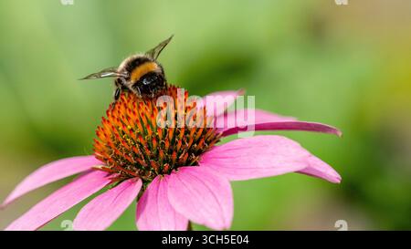 Hummel auf der Suche nach Pollen auf einer blühenden Blume Stockfoto