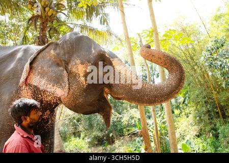 Sri Lanka 10. februar 2023. Der junge Mann aus Sri Lanka, der in hellen Sommerkleidern gekleidet ist, lächelt und steht neben einer hohen Palme auf einer Feldstraße neben seinem e Stockfoto