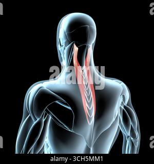 Diese 3D-Abbildung zeigt eine Ansicht der Muskulatur des Milzsplenius capitis auf der Röntgenmuskulatur Stockfoto