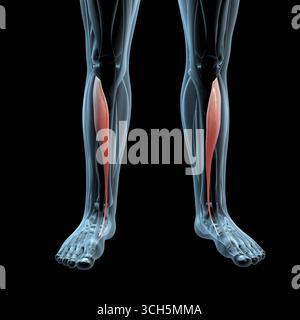 Diese 3D-Abbildung zeigt eine Ansicht der Muskeln tibialis anterior auf der Röntgenmuskulatur Stockfoto