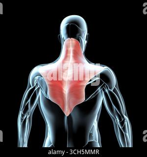 Diese 3D-Abbildung zeigt eine Ansicht der Trapezmuskulatur auf der Röntgenmuskulatur Stockfoto