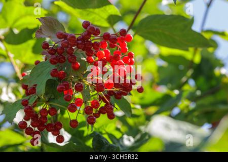 Helle Gruppe roter Viburnum-Beeren mit grünen Blättern und Bokeh, perfekt für Ernte-, Kräuter- und saisonale Wellness-Themen. Stockfoto