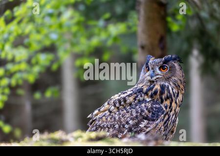 Der eurasische Uhu (Bubo Bubo). Nahaufnahme Porträt im Wald. Horizontal. Stockfoto