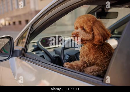 Ein entzückender Hund, der in einem Auto sitzt und bereit für eine Reise ist, symbolisiert Freiheit, Reisen, lustige Abenteuer und die Freude an der Haustierbegleitung. Stockfoto