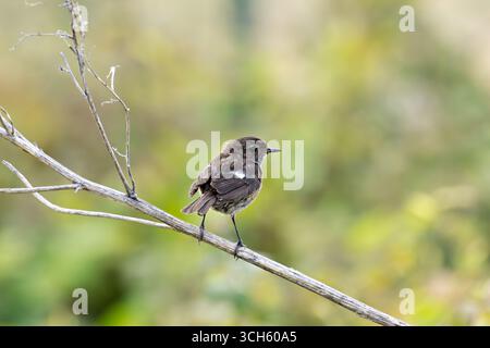 Junger Europäischer Stonechat, fleckiges braunes Gefieder, ernährt sich von Insekten und Spinnen. Foto auf Bull Island Dublin Irland in Küstenrasen und d Stockfoto