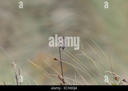 Junger Europäischer Stonechat, fleckiges braunes Gefieder, ernährt sich von Insekten und Spinnen. Foto auf Bull Island Dublin Irland in Küstenrasen und d Stockfoto