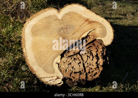Gesägter Stamm des Ätna Ginestre, Piano delle Ginestre, Ätna Park, Sizilien, Italien (2) Stockfoto