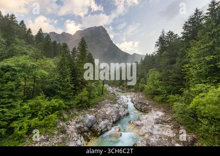 Frisches Grün im Frühsommer am Fluss Koritnica in Slowenien. Stockfoto