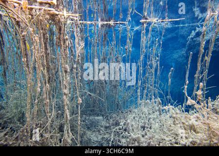 Unterwasserblick im Naturschutzgebiet Murnauer Moos, Bayern, Deutschland Stockfoto