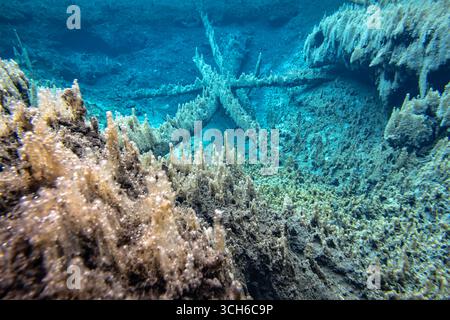 Unterwasserblick im Naturschutzgebiet Murnauer Moos, Bayern, Deutschland Stockfoto