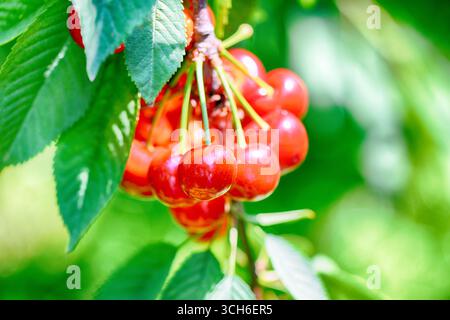 Süße Kirschen hängen an einem Kirschbaum. Selektiver Fokus Stockfoto