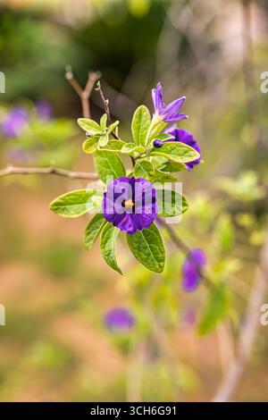 Solanum Rantonnetii, blauer Kartoffelstrauch, Gartendekoration, Makro auf dem Blumenkopf, Bokeh, Stockfoto