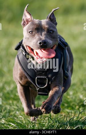 Ein Foto von einem Staffordshire Bull Terrier, der auf die Kamera mit seiner Zunge und einem Lächeln auf dem Gesicht sprintet. Stockfoto