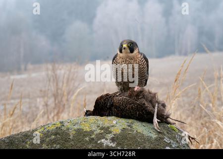 Wanderfalke auf Beute mit Blick auf eine neblige Naturlandschaft Stockfoto